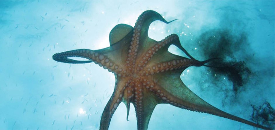 bigoctopus